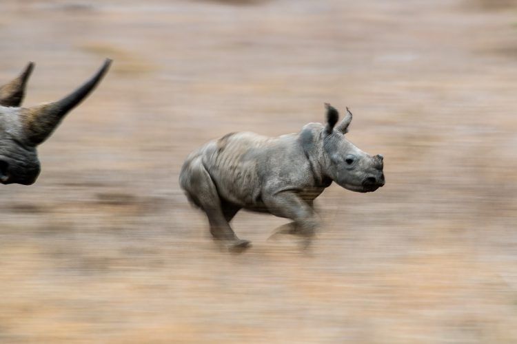 Photo du finaliste de la catégorie 2017 "Big 5", Wrensch Lombard.