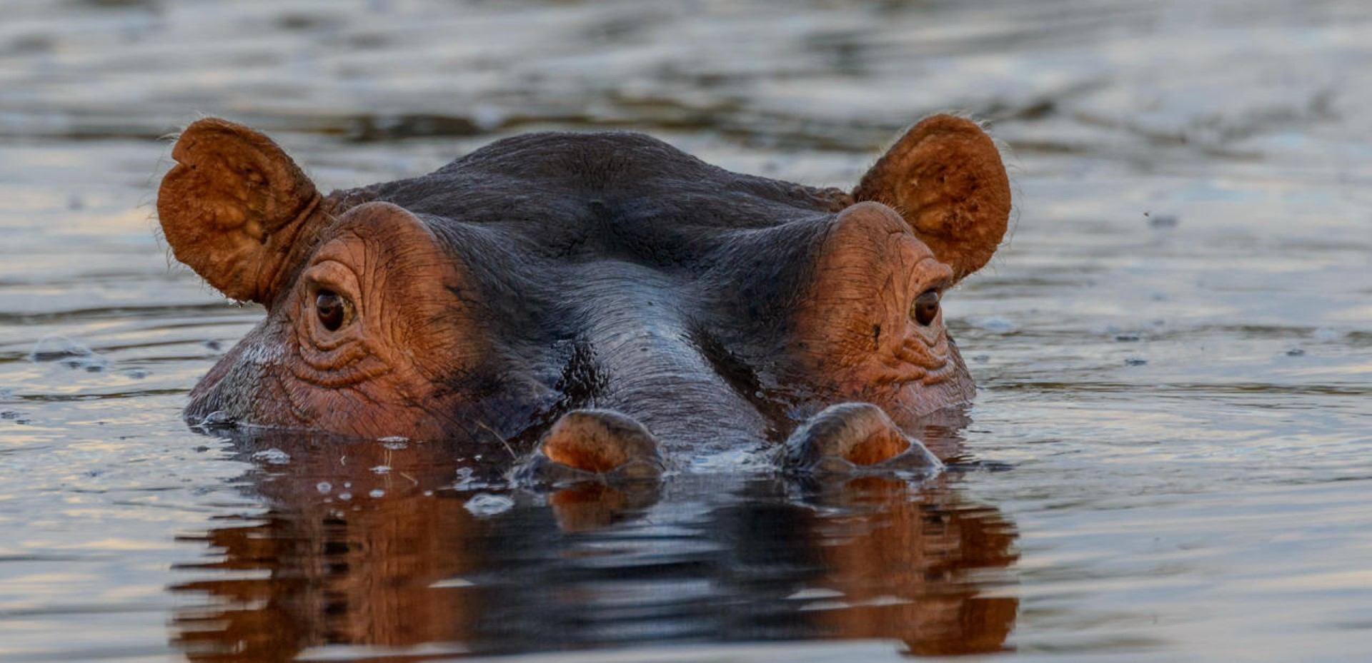 Tête d'hippopotame dépassant de l'eau dans le Delta de l'Okavango au Botswana