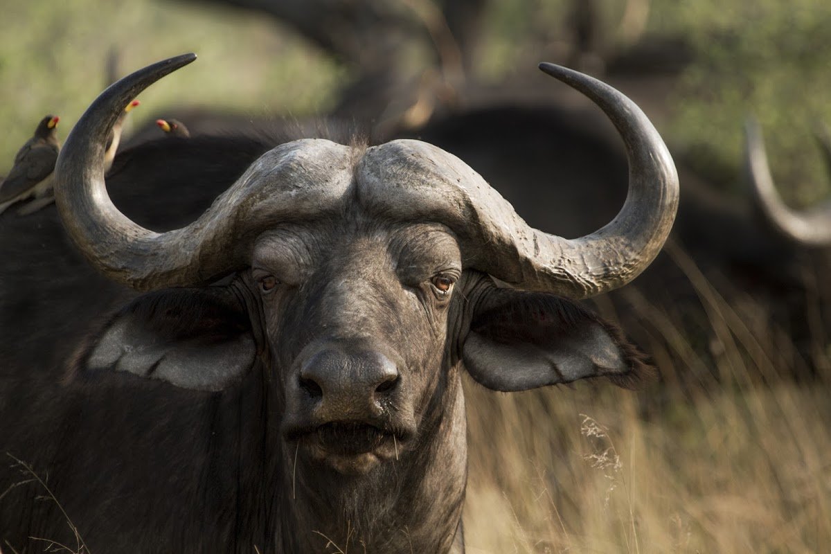 A large buffalo stares straight at the camera after he is snapped