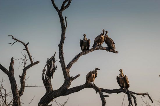 Geier sitzen auf Baum