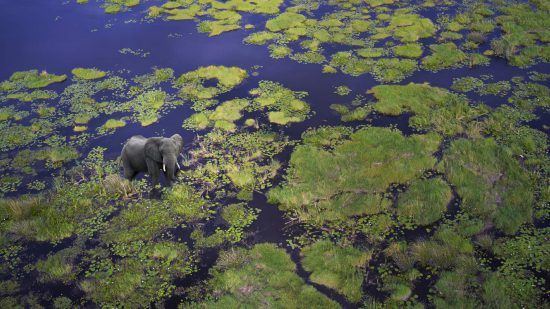 Vue aérienne d'un éléphant dans les eaux du Botswana