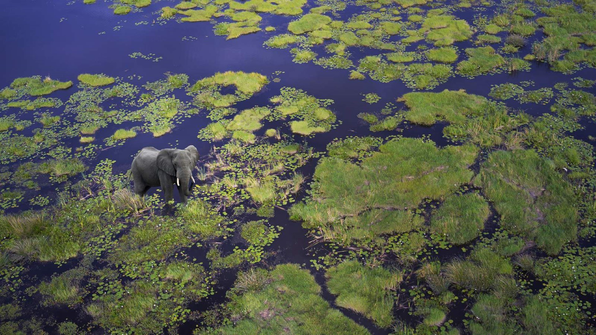 Éléphant dans le Delta de l'Okavango au Botswana