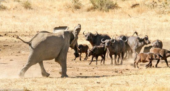 Elefant trifft auf Büffelherde