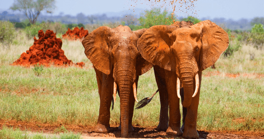 Elefantes, Parque Nacional Tsavo, Quênia