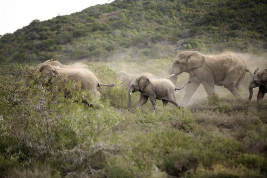 Manada de elefantes caminhando com atitude na Reserva Kwandwe, África do Sul