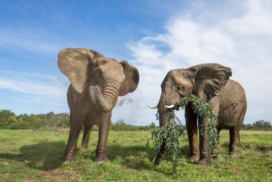 La trompa cumple una función clave en el día a día del elefante