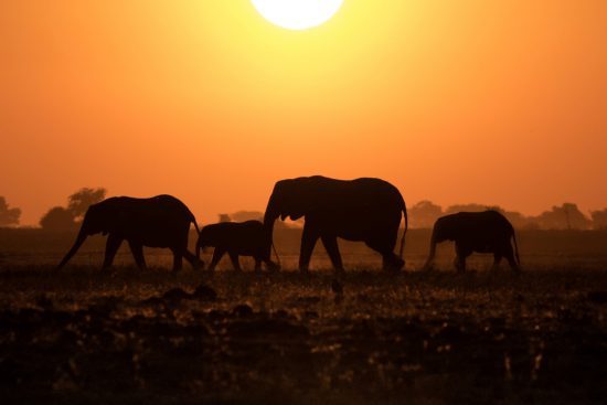 Elefantenfamilie bei Sonnenuntergang