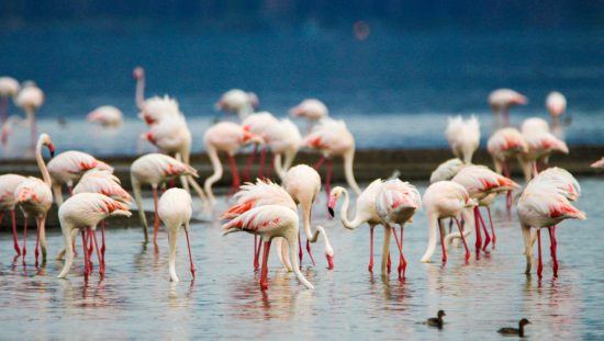 Flamingos im Wasser