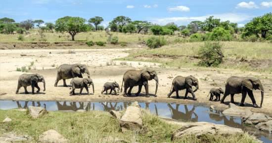 Una manada de elefantes recorriendo el Parque Nacional Tarangire