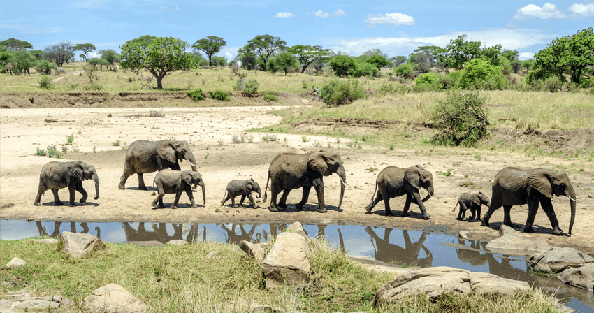 Éléphants marchant le long d'une rivière au parc de Tarangire, Tanzanie