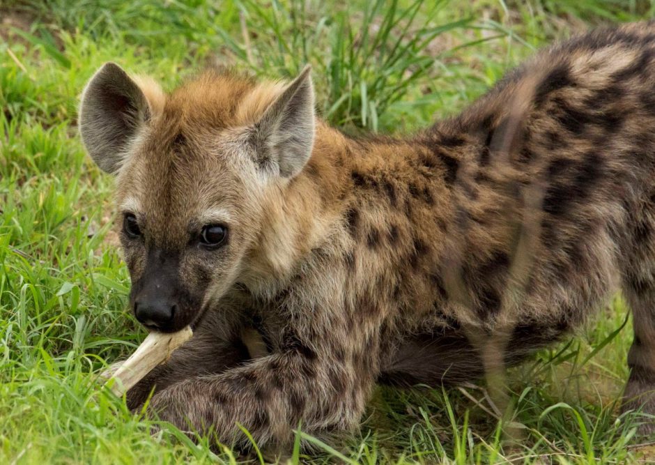 A spotted hyena lies in the grass