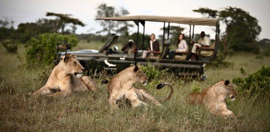 Lions seen while on safari at Klein's Camp