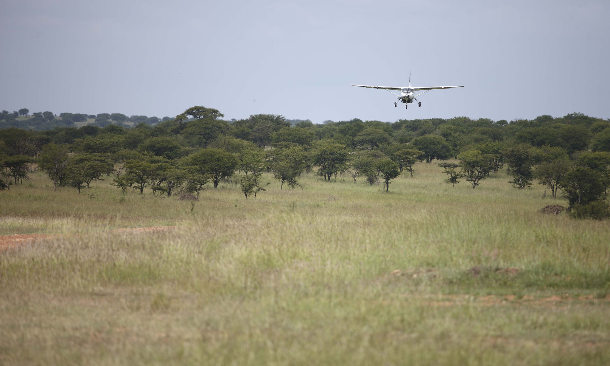 Light aircraft transfer coming in to Lobo Airstrip near Klein's Camp