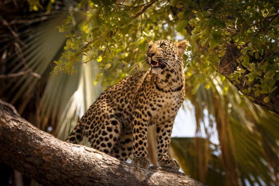 Leopard in Baum