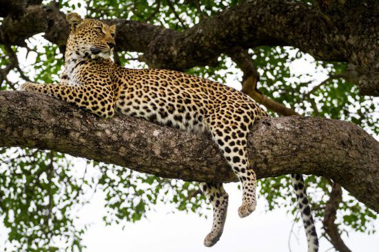 Leopard auf Baum