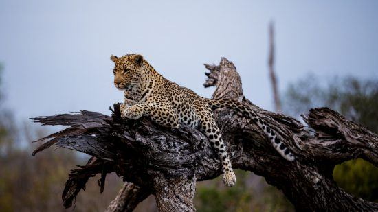 Leopard entspannt auf dem Baum