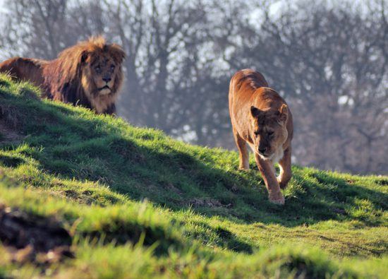 Leones corriendo sobre la sabana