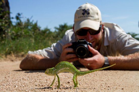 Chamäleon wird von Ranger fotografiert