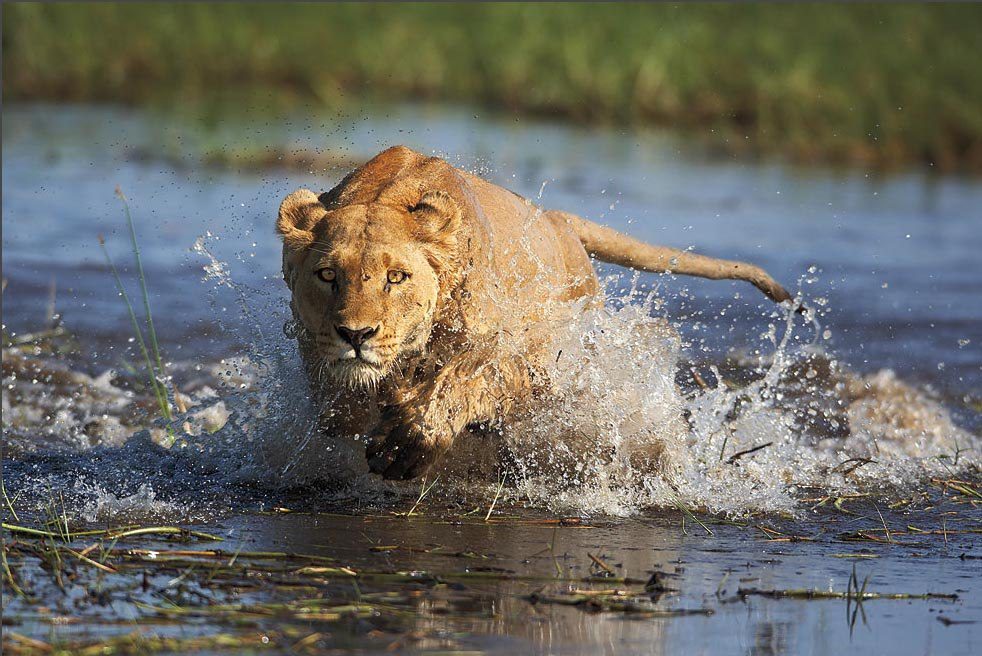 A lion runs through the Okavango River Delta