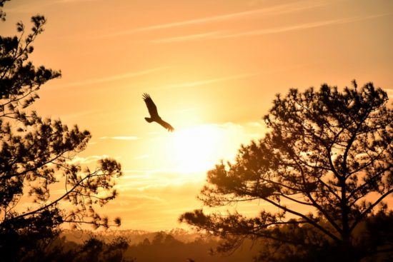 Vogel gleitet bei Dämmerung durch die Luft