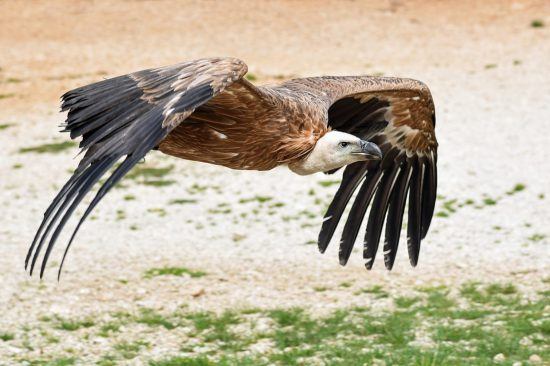 Fliegender Geier Nahaufnahme