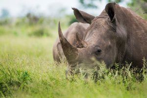 Nahaufnahme Nashorn im Gras