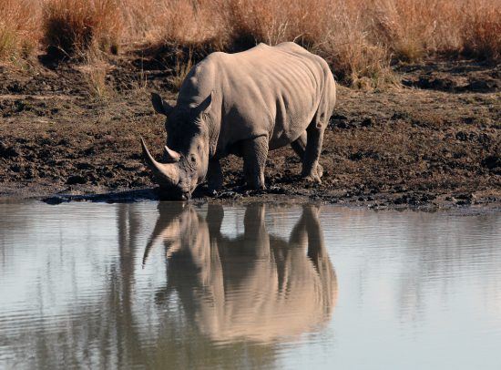 Nashorn am Wasserloch