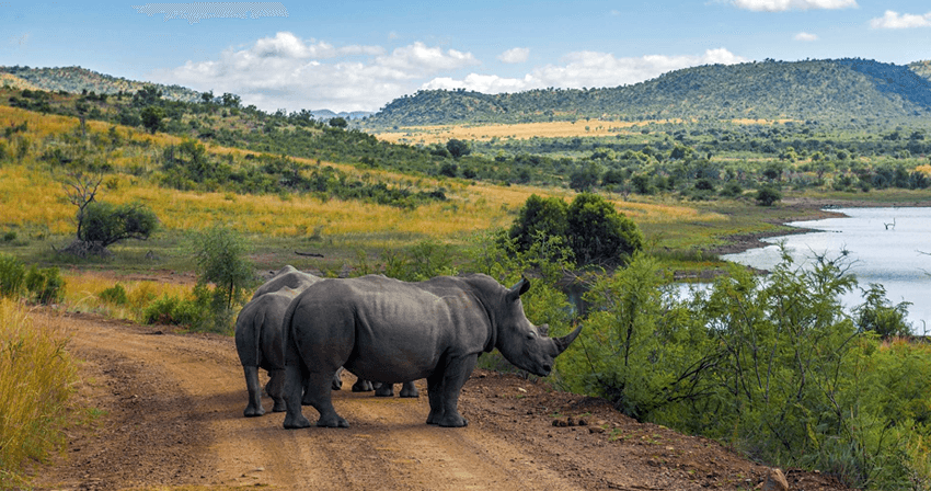 Rinocerontes na Reserva Pilanesberg, na África do Sul