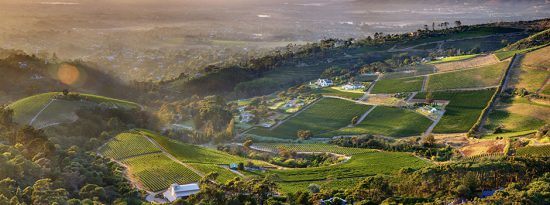 La Route des vins en Afrique du Sud | Vallée de Constantia