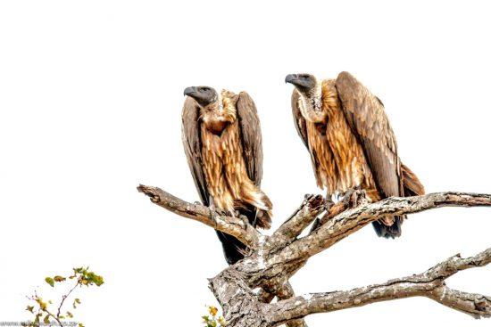 Zwei Geier auf Baum