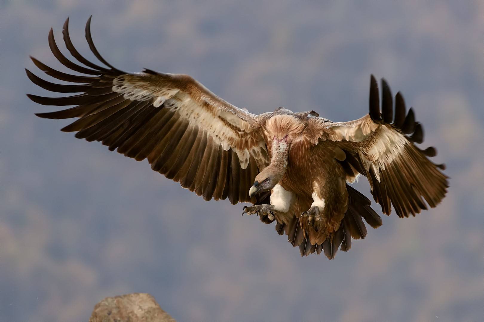 Geier im Sturzflug