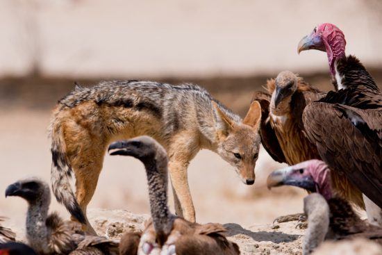 Jackal und Geier sammeln sich am Wasserloch