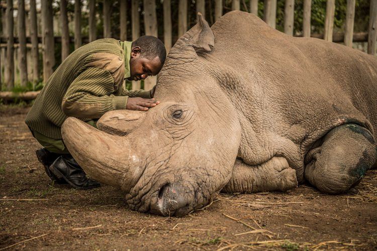 Les durs aurevoirs au dernier mâle rhinocéros blanc de cette planète.