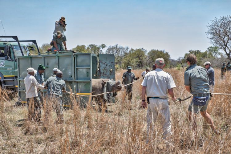 Opération de sauvetage d'un rhinocéros par l'association de Wildlife ACT, association anti-braconnage des rhinocéros