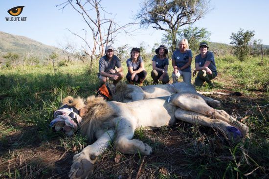 Operação de salvação de um leão, Wildlife ACT