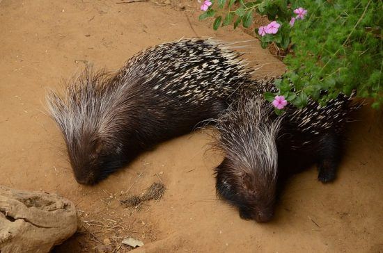 Zwei Stachelschweine auf sandigem Boden