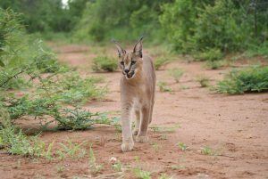 Caracal marchant dans la savane