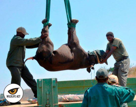 Opération de sauvetage d'un rhinocéros par l'association Wildlife ACT