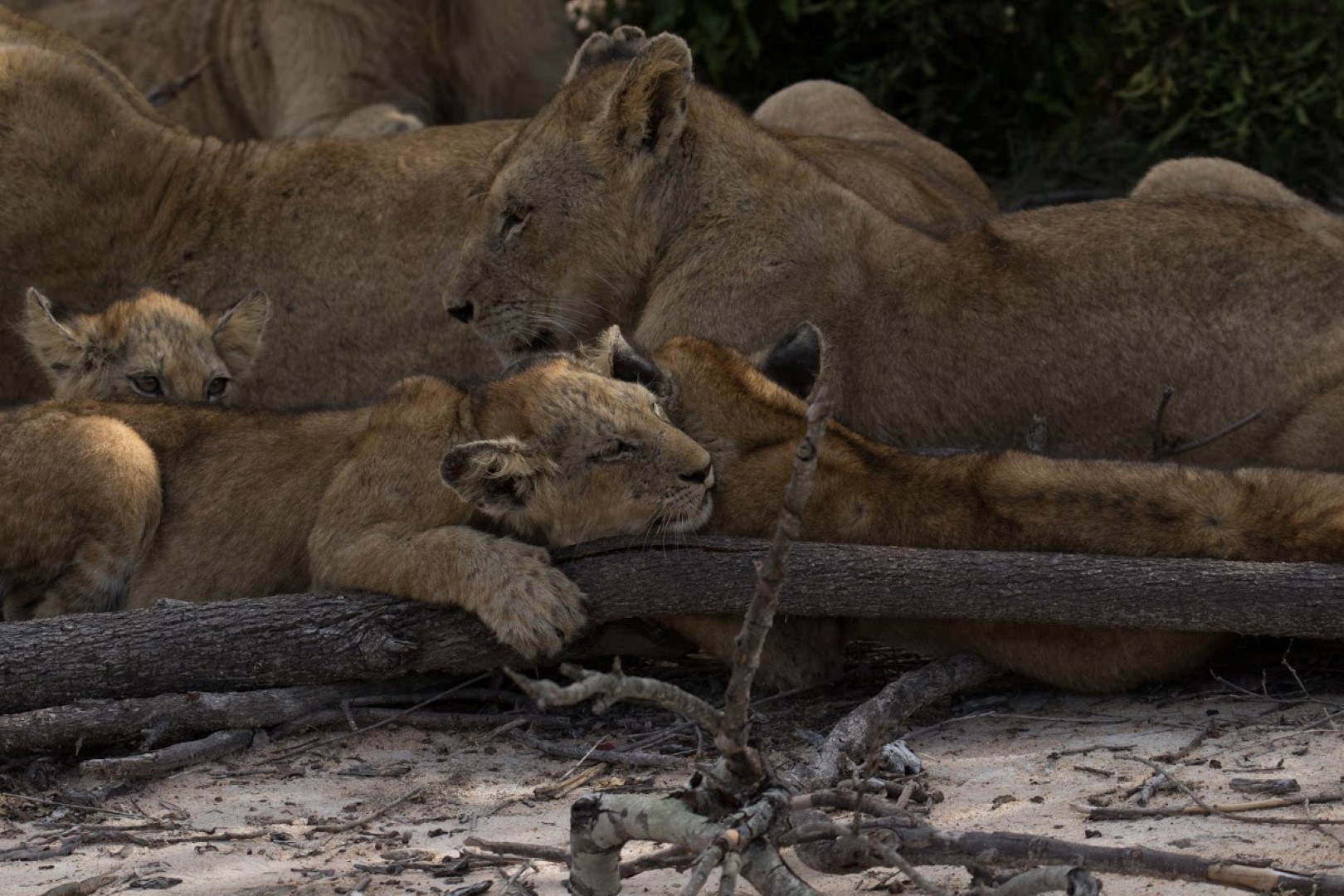 Lionceau endormi à Sabi Sand