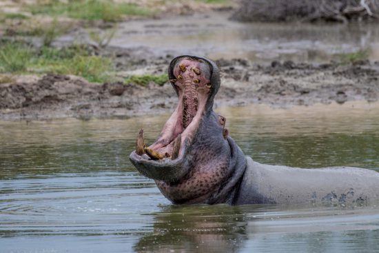 Hippopotame ouvrant grand la bouche dans un point d'eau de la réserve de Sabi Sand - safari photo au Kruger