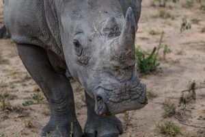 animaux d'afrique du sud