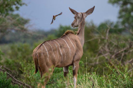 Koudou femelle et oiseau piqueboeuf dans la réserve privée de Sabi Sand - safari photo au Kruger