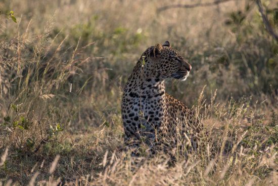 Chasse léopard dans la brousse au coucher de soleil, réserve de Sabi Sand. 