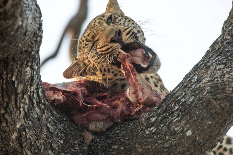 Léopard et sa proie dans un arbre, réserve de Sabi Sand, région du Kruger.