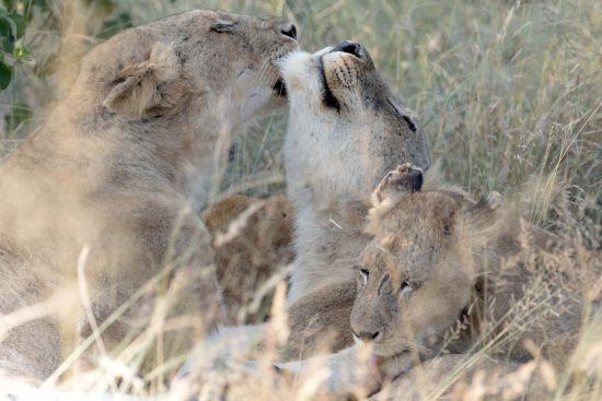 Câlin entre les lionceaux et leur mère, réserve de Sabi Sand