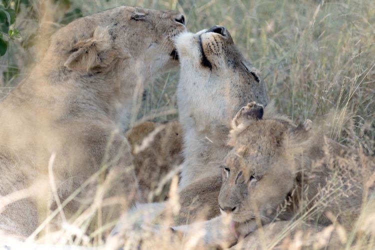 Câlin entre les lionceaux et leur mère, réserve de Sabi Sand, Kruger.