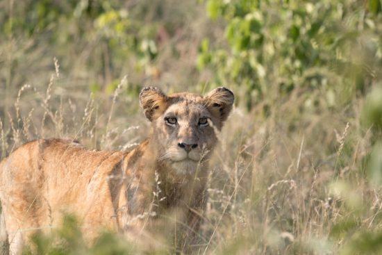 Un lionceau dans la savane en Afrique du Sud, réserve de Sabi Sand