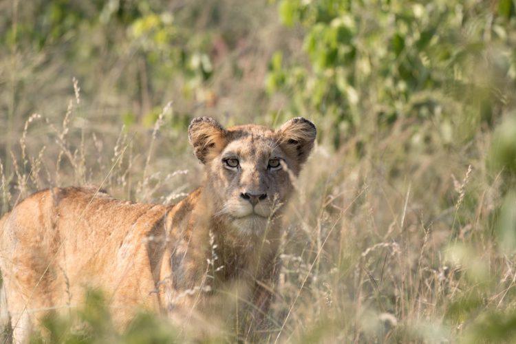 Un lionceau dans la savane en Afrique du Sud, réserve de Sabi Sand, chasse lion.