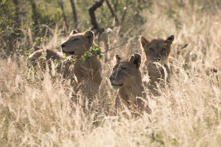 3 petits Lionceaux dans la savane, réserve de Sabi Sand, région du Kruger