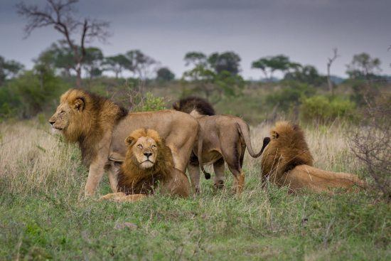 Una manada de leones en el Parque Nacional Kruger